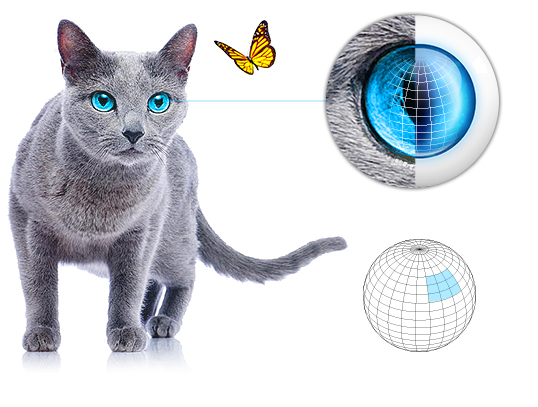 Motion Sensor akr egy macska szeme